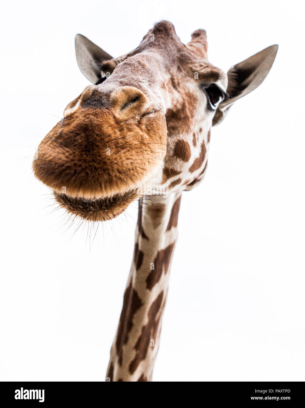 La tête d'une girafe avec un fond blanc Banque D'Images