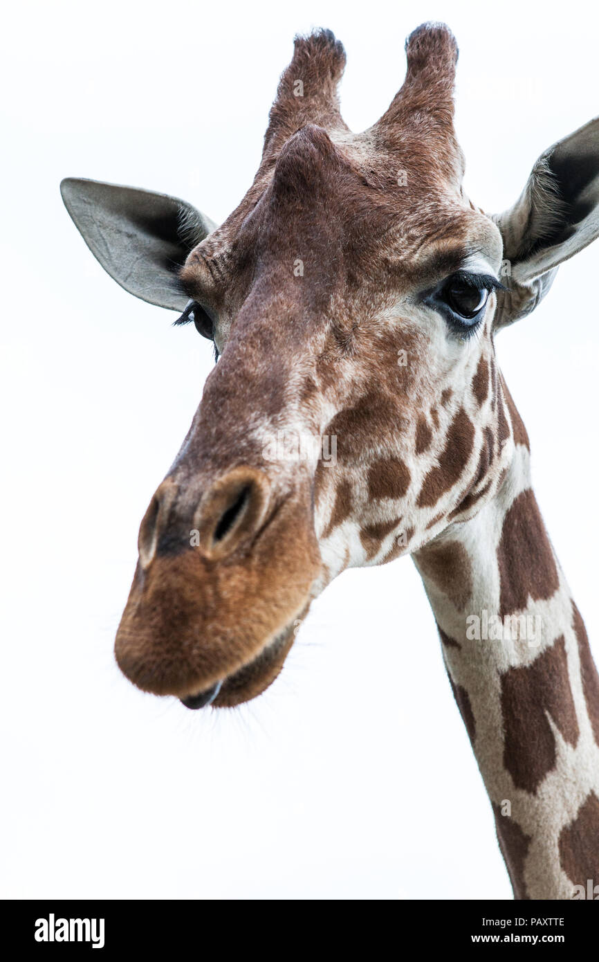 La tête d'une girafe avec un fond blanc Banque D'Images