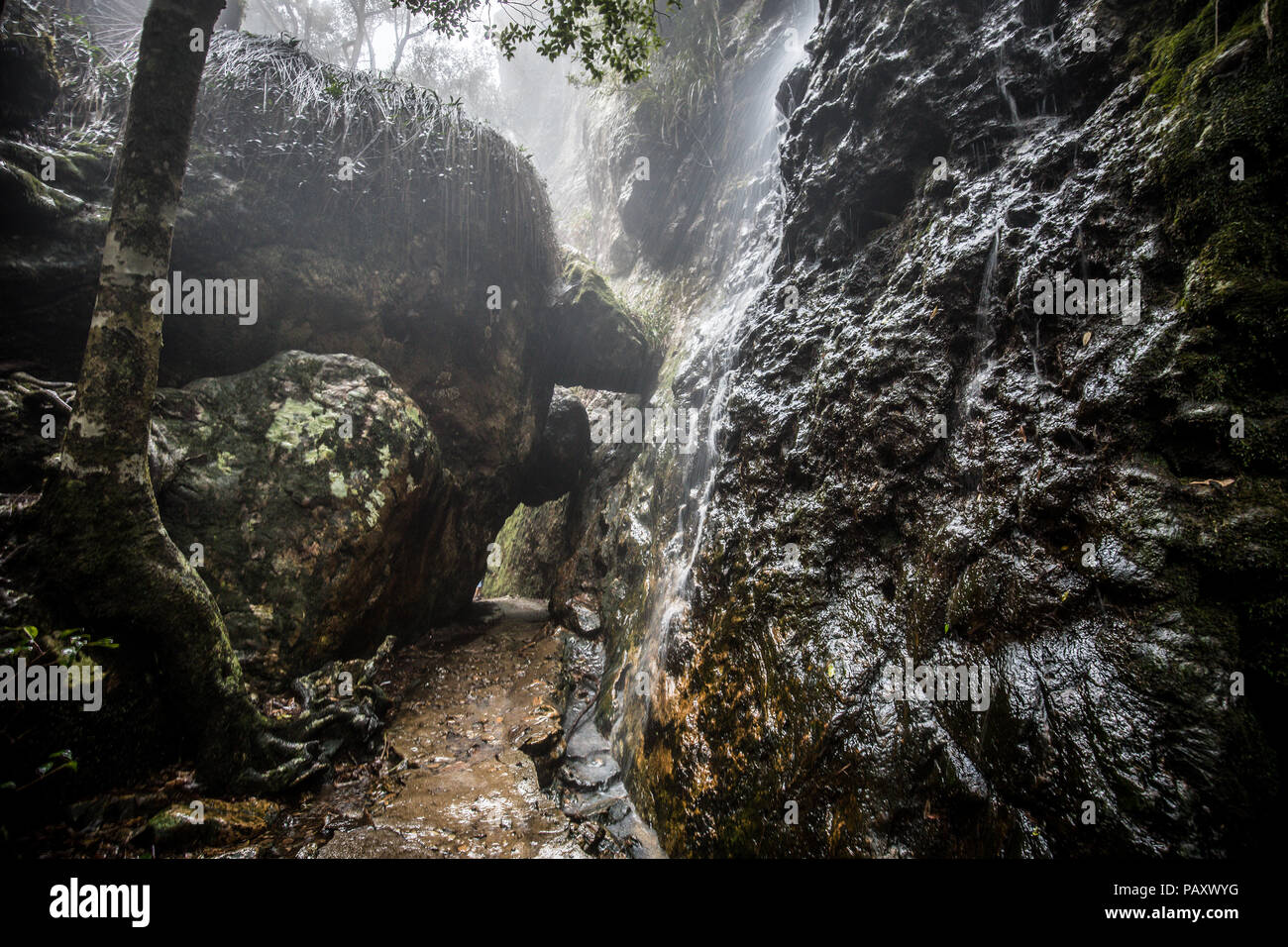 Twin Falls randonnée dans le Parc National de Springbrook, Queensland, Australie Banque D'Images