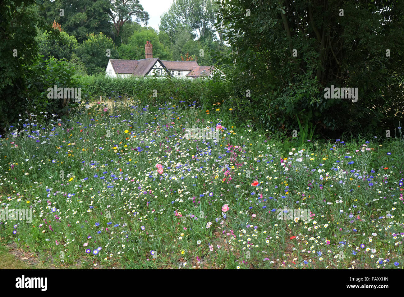 Fleurs sauvages dans un jardin de campagne anglaise, le Shropshire. Banque D'Images