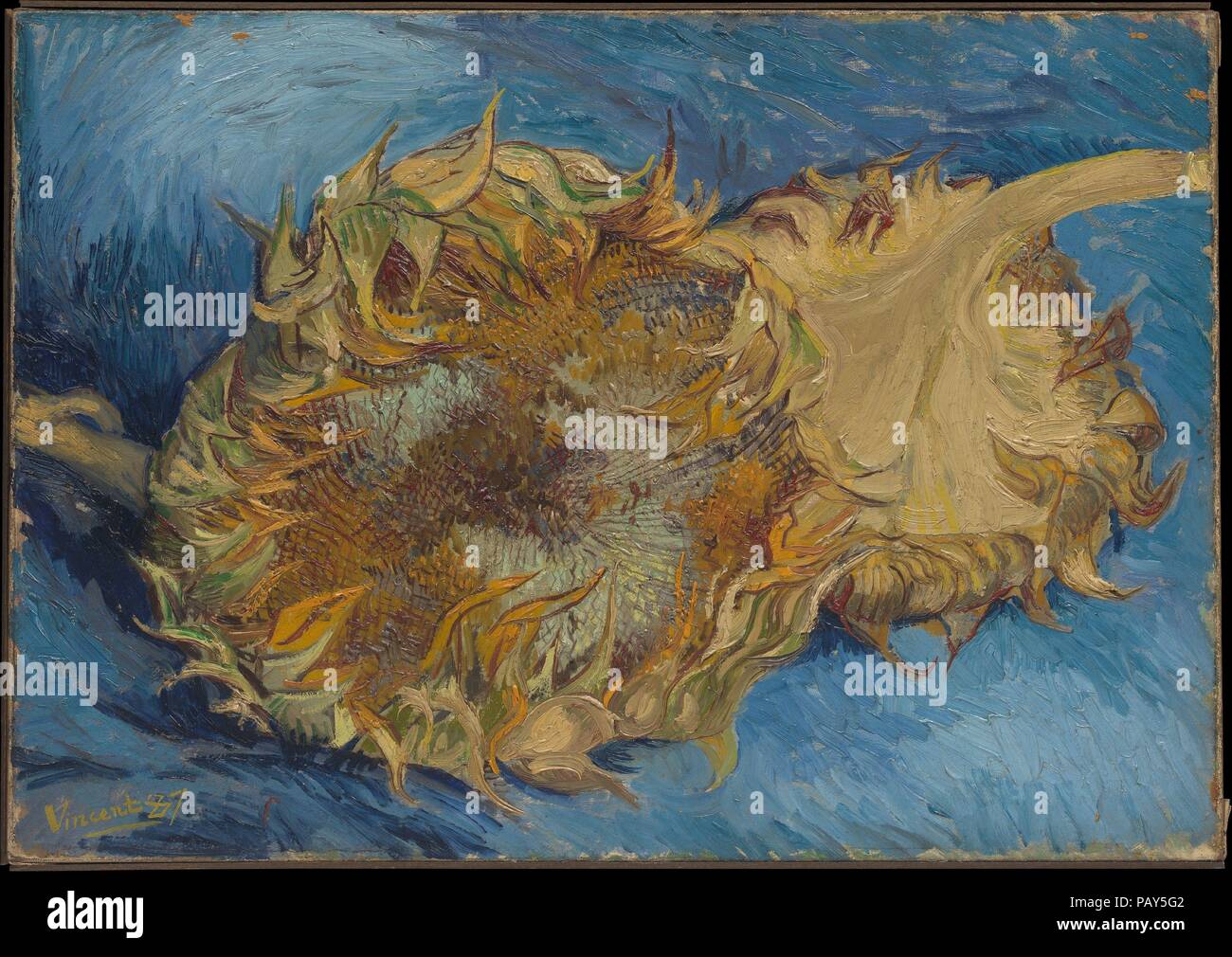 Les tournesols. Artiste : Vincent van Gogh (Néerlandais, Zundert 1853-1890  Auvers-sur-Oise). Dimensions : 17 x