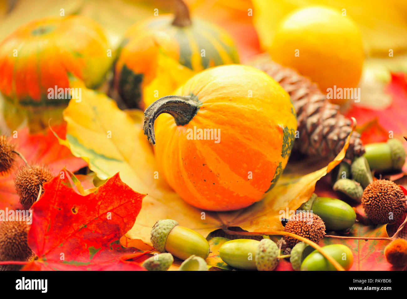 Mini potirons décoratifs avec des glands sur les feuilles d'automne Banque D'Images