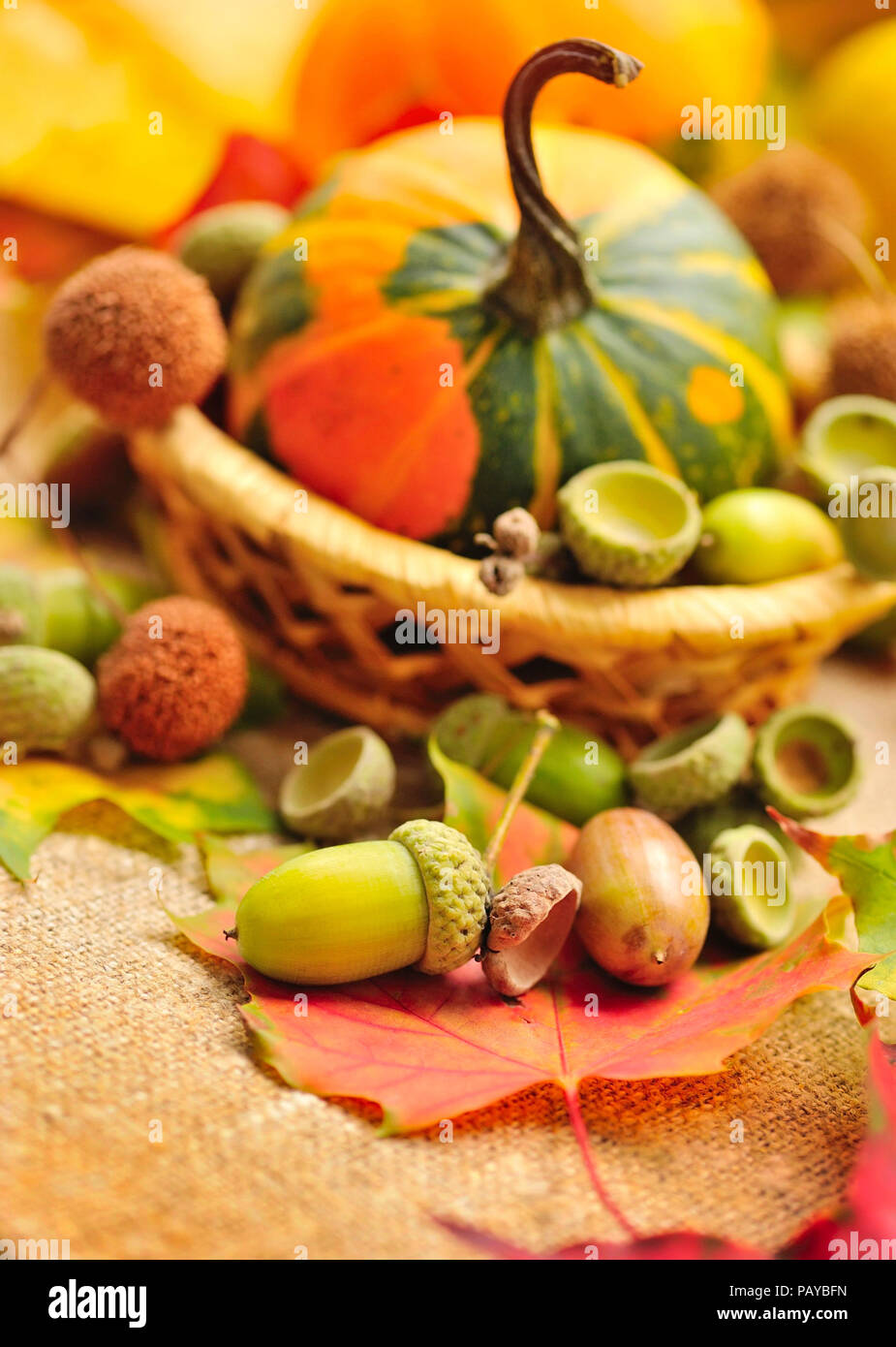 Les glands récoltés avec les feuilles d'automne la mise à Banque D'Images
