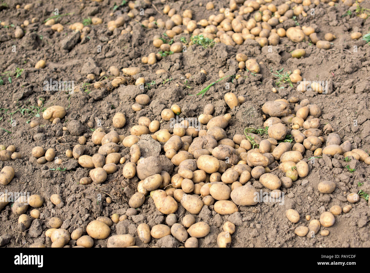 Les pommes mûres des sols - récolte dans un jardin potager Banque D'Images