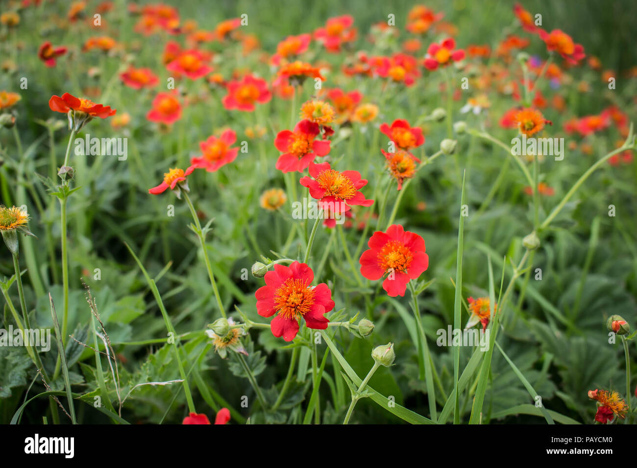 Fleur rouge de Geum coccienum - Benoîte orange sur le sommet des montagnes cimenterie Sharr Piribeg Banque D'Images