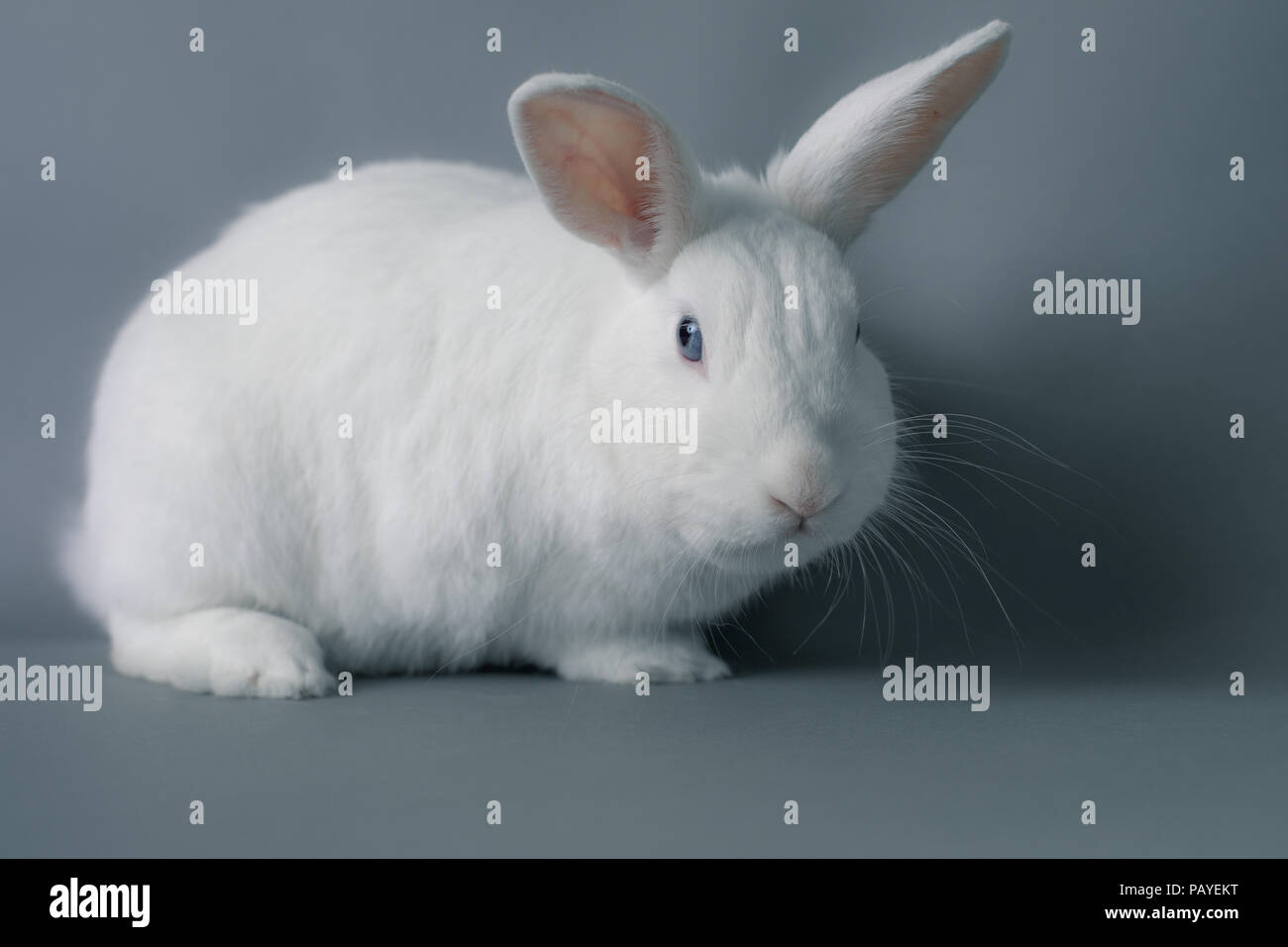 Bebe Lapin Blanc Magnifique Avec D Enormes Oreilles Sur Un Fond Gris Transparent Photo Stock Alamy