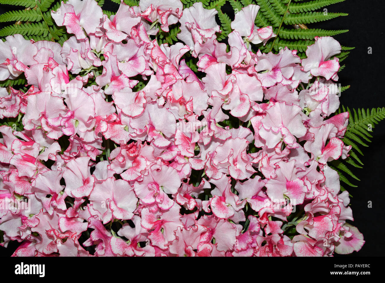 Pois de Linda Carole fleurs Banque D'Images