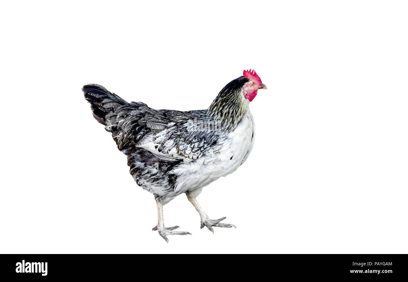 Image de poulet bigarré sur fond blanc Banque D'Images
