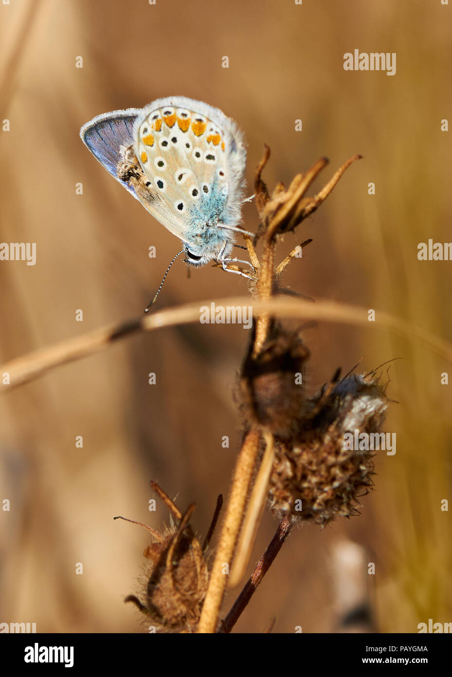 Détail de macro bleu commun du sud (Polyommatus celina) papillon au pouvez Marroig à Ses Salines (Parc Naturel des Îles Baléares, Formentera, Espagne) Banque D'Images