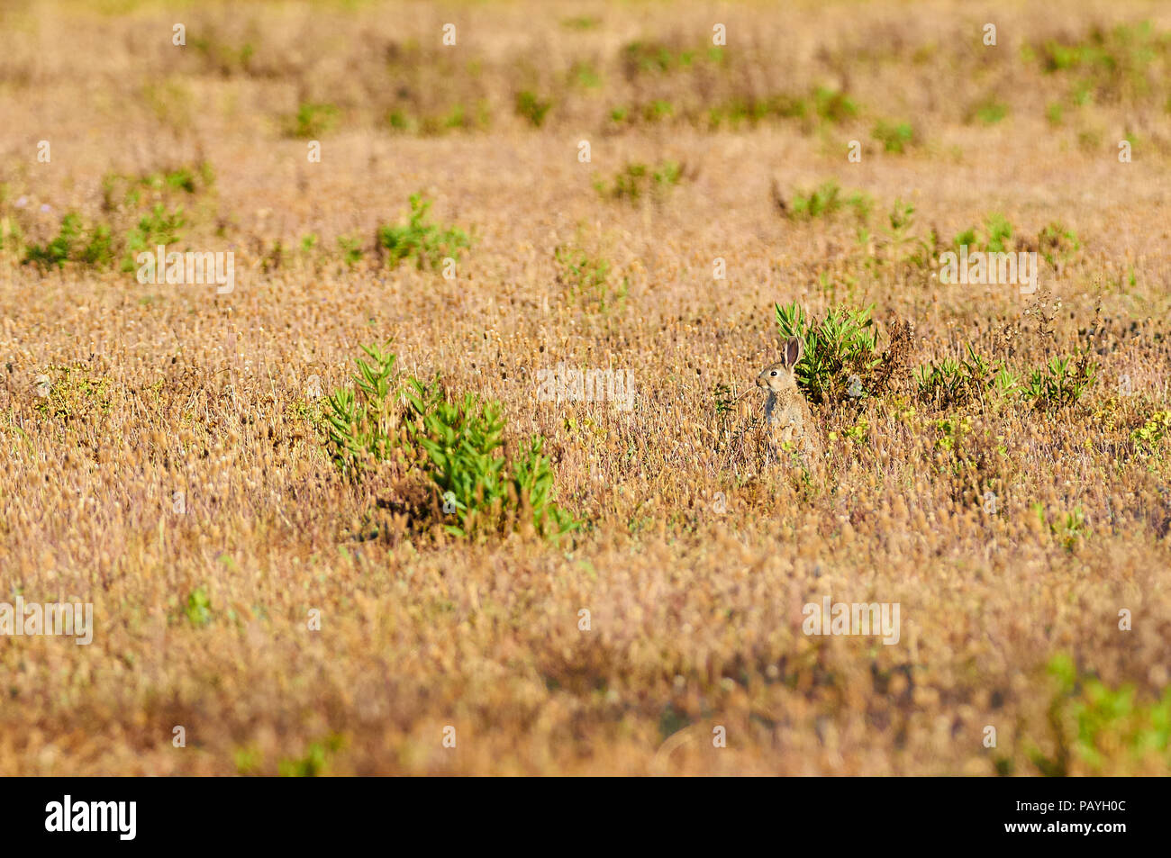 Lapin européen (Oryctolagus cuniculus) entouré de plantain méditerranéen en fleurs (Plantago lagopus) (Parc naturel de ses Salines, Formentera, Espagne) Banque D'Images