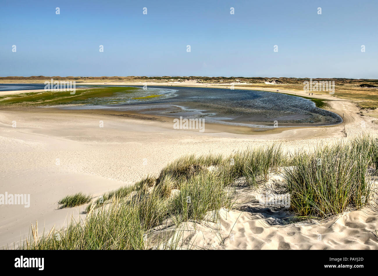 Vue d'une plage de sable avec des dunes ammophile vers la réserve naturelle de Slufter sur l'île hollandaise de Texel Banque D'Images