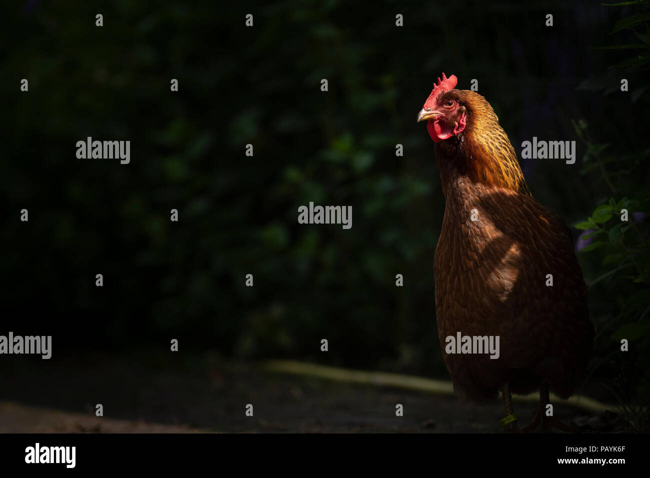Un poulet domestique allumé dans un rayon de soleil dans un jardin privé Banque D'Images