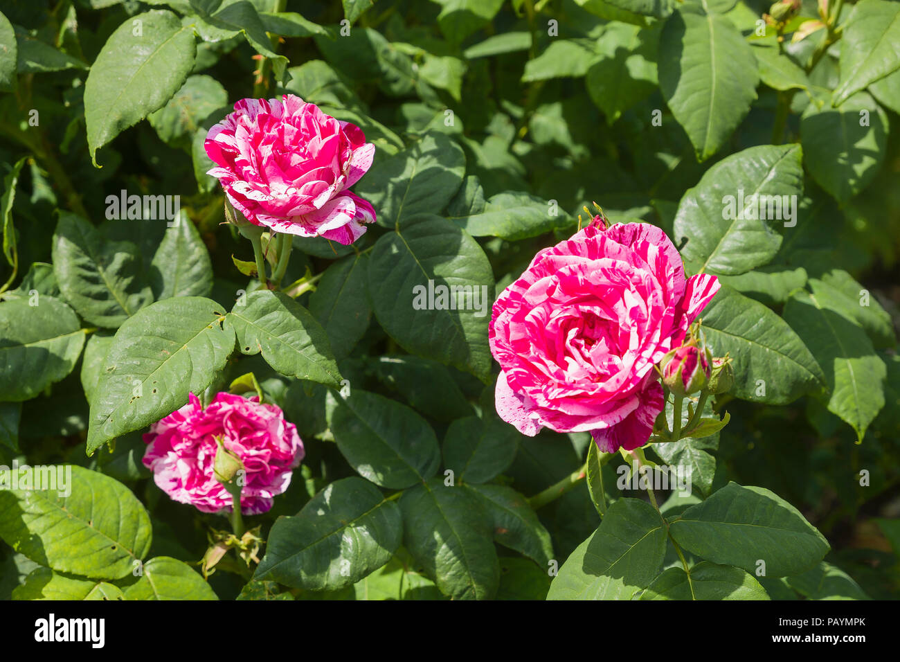 Rose Ferdinand Pichard avec adjonction de deux tons floraison coloration en juin à UK Banque D'Images