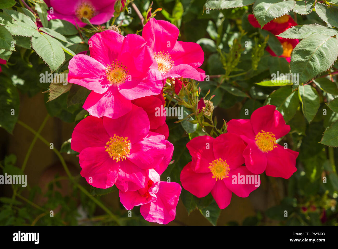 Rosa Scharlachglut ou Scarlet Fire floraison dans un jardin anglais en juin Banque D'Images