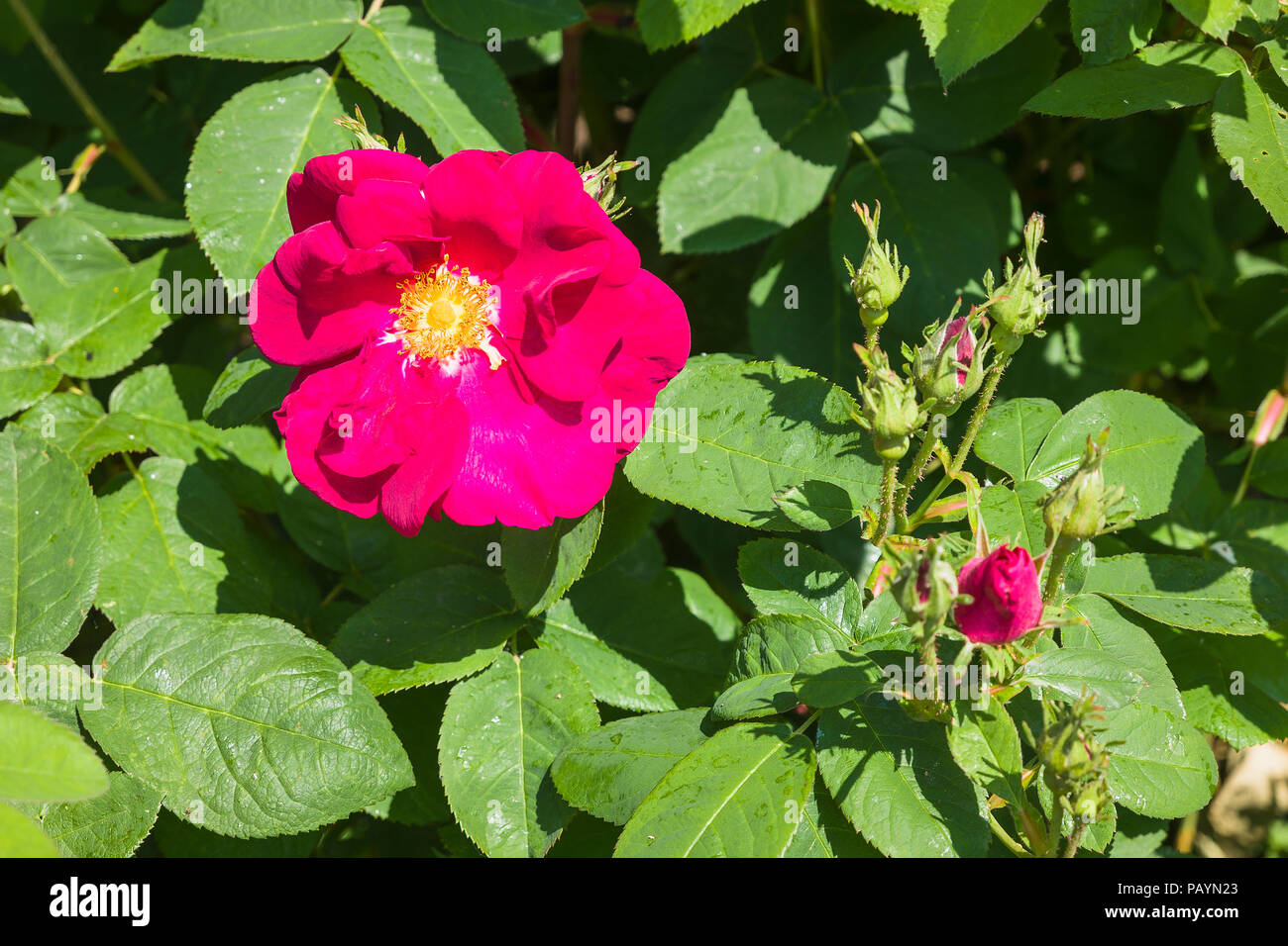 Rosa James Mason la floraison en juin dans un jardin anglais Banque D'Images