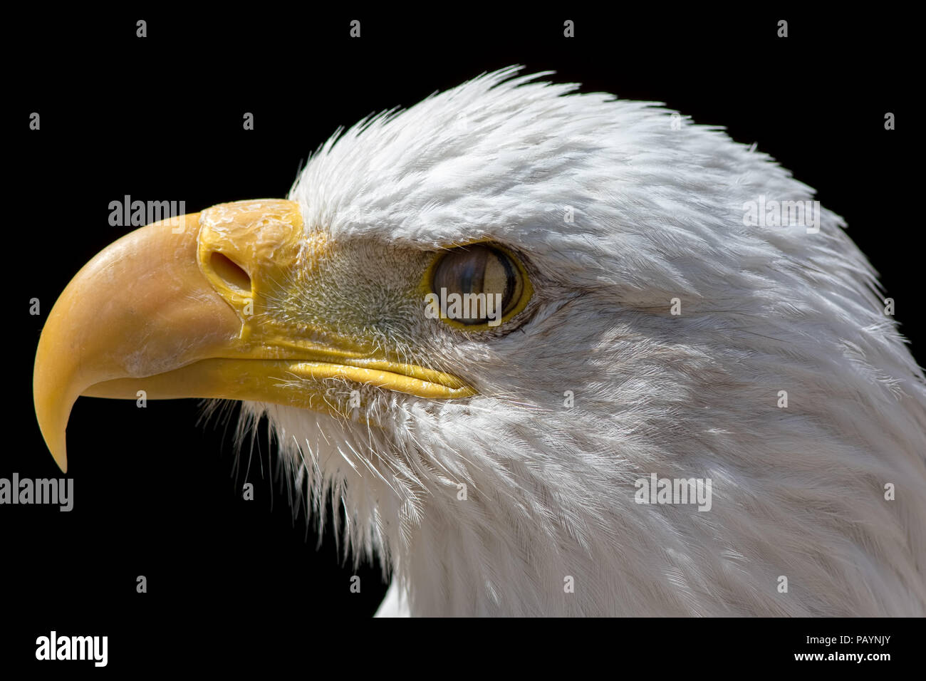 La membrane nictitante de pygargue à tête blanche. Close-up avec l'œil de l'oiseau troisième paupière la fermeture. American Bald Eagle Head en profil sur fond noir. Banque D'Images