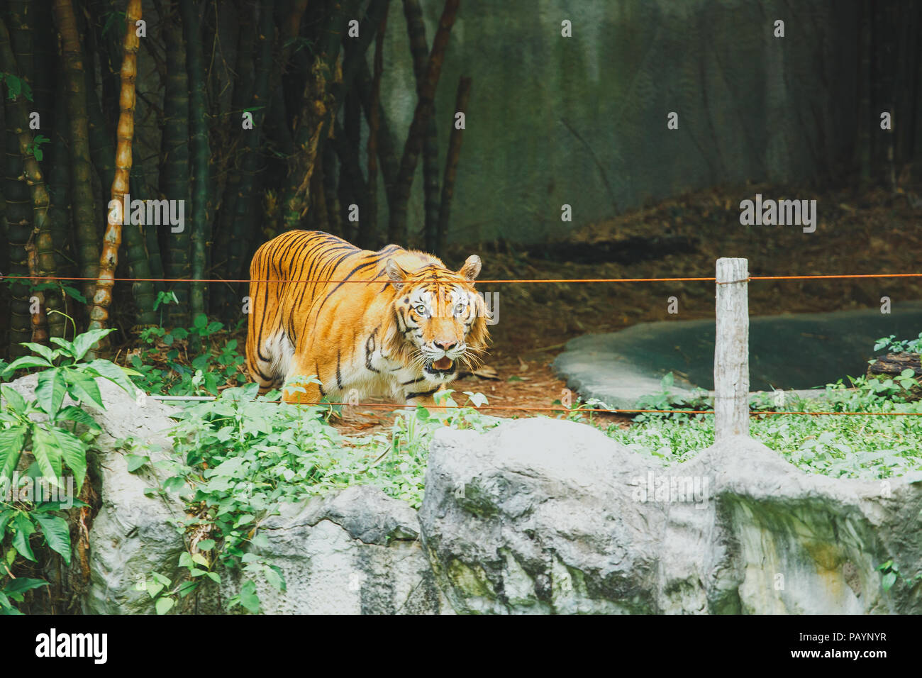 Tigre du Bengale au zoo de Chiangmai Banque D'Images