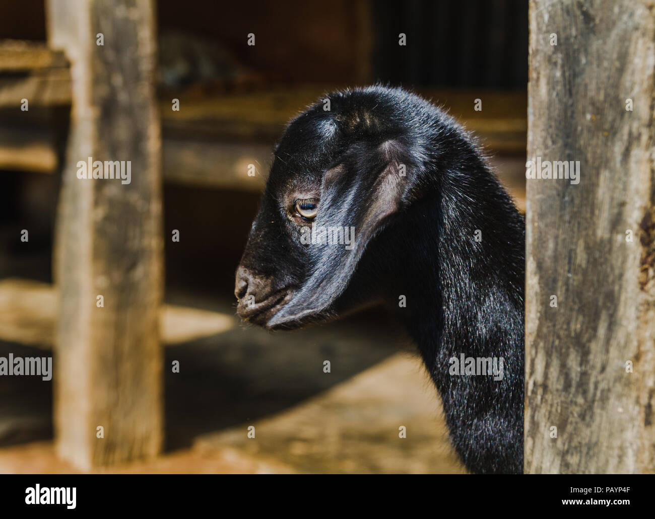 Chevre Noire Bebe Petit Mignon Dans Le Village Rural De Nepal Photo Stock Alamy