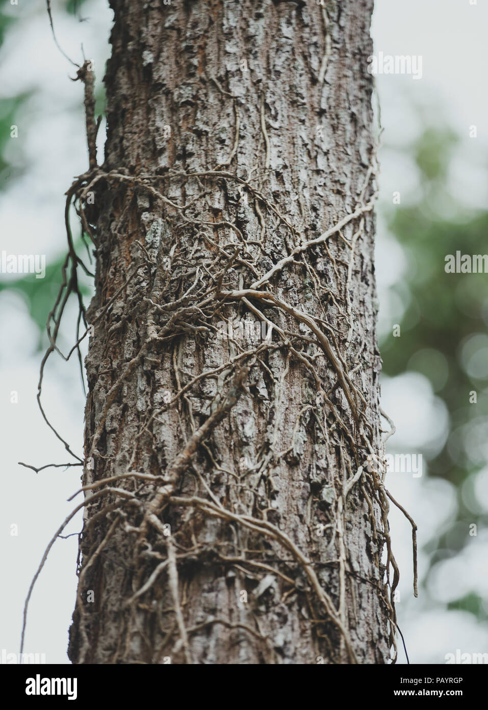 Les vignes de lierre sur un tronc d'arbre dans la forêt Banque D'Images