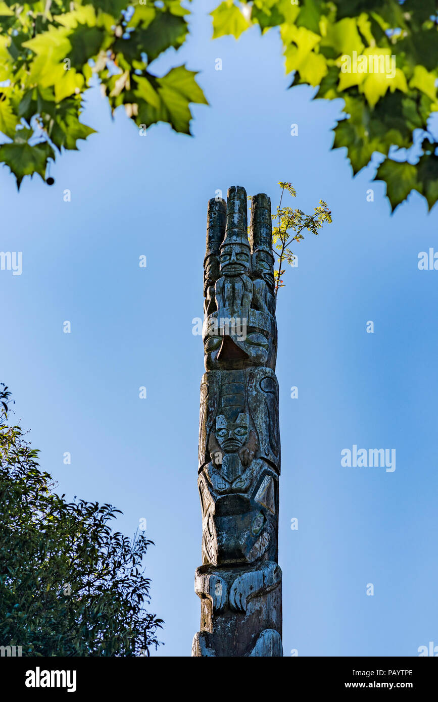 Le sorbier d'arbre qui pousse en haut du totem, Cates Park, connu en tant que Première nation Tsleil-Waututh Lactosérum 'ah' Wichen , District de N. Vancouver Banque D'Images