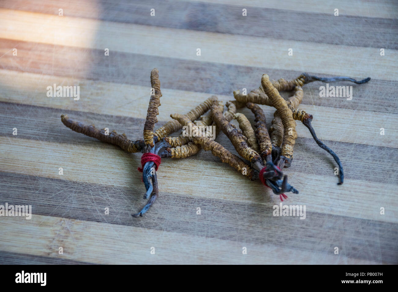 Cordyceps sinensis Banque D'Images