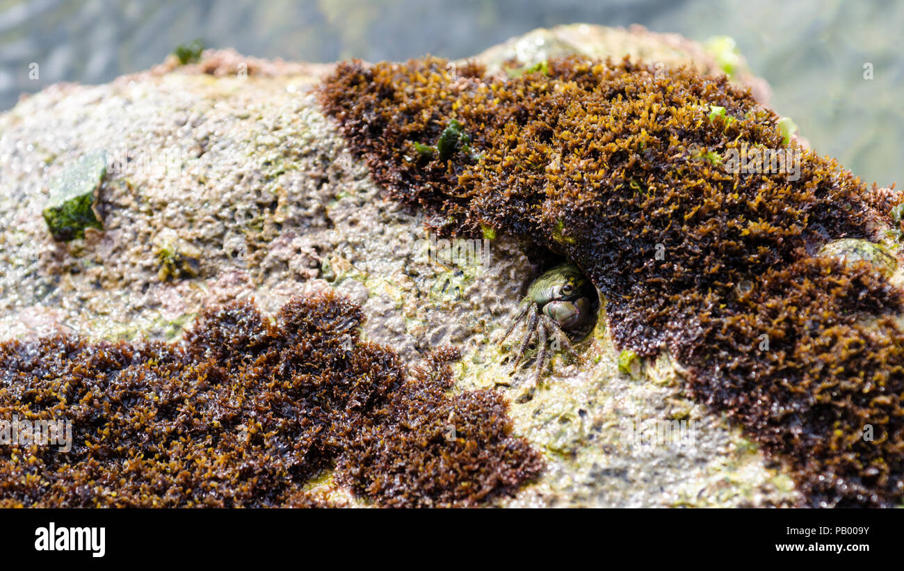 Un petit crabe marbré se cachant entre les rochers à Byblos, Jbeil, Liban Banque D'Images