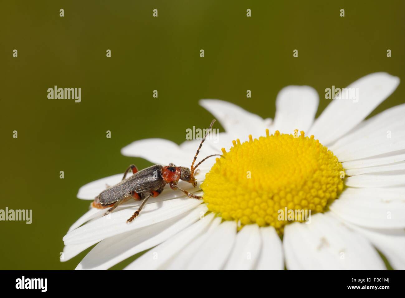 Soldat Beetle, Cantharis rustica se nourrissant d'Ox eye Daiisy Leucanthemum vulgare, fleur, Galles, Royaume-Uni Banque D'Images