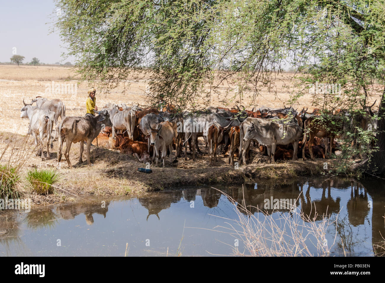 Bovins indiens herder avec des vaches par river Banque D'Images