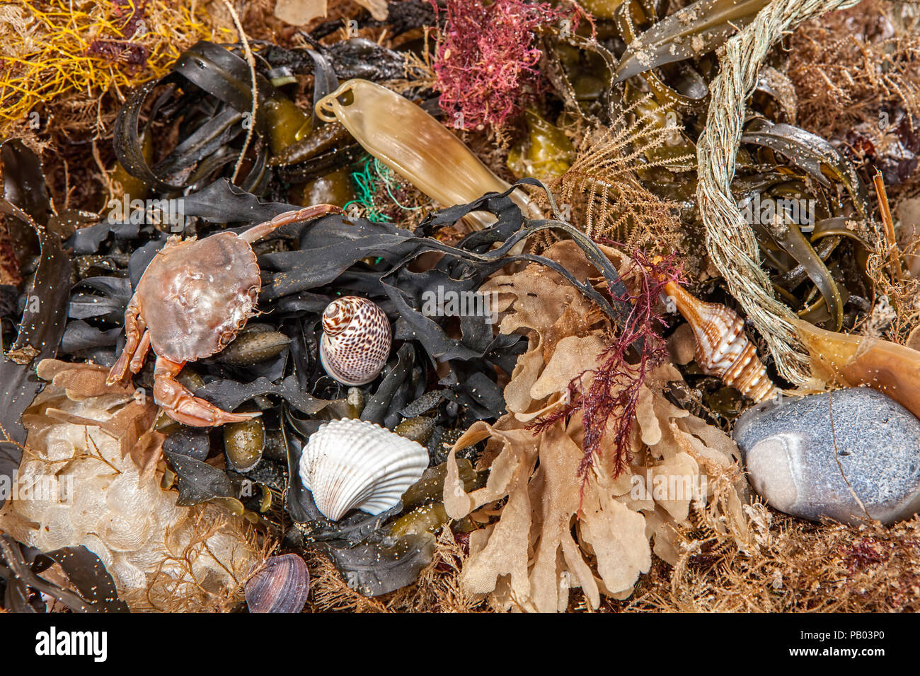 Trouver des épaves. Un assortiment de la vie marine et côtière comme les débris d'une image de fond. Banque D'Images