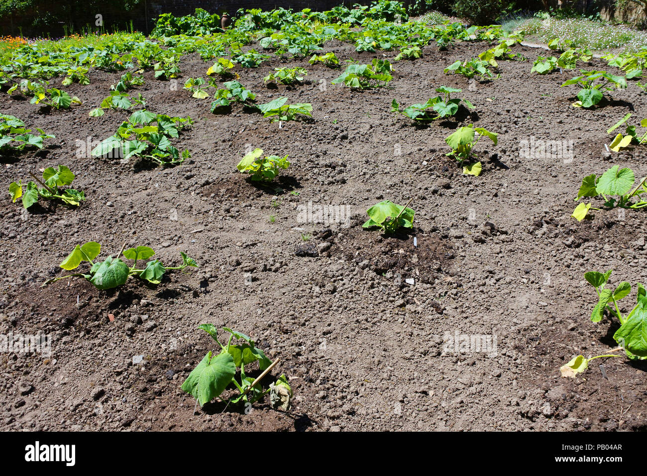 Les jeunes plants de courgette/moelle osseuse dans un potager - John Gollop Banque D'Images