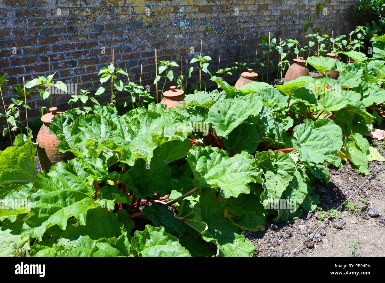 Une rangée de pots de rhubarbe avec forçage derrière dans un potager - John Gollop Banque D'Images