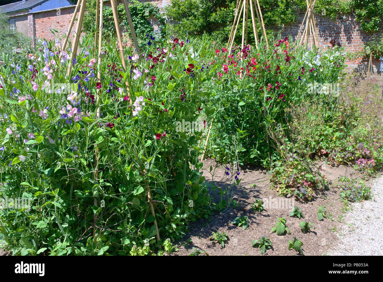 Un wigwam de pois sucré pousse dans un jardin anglais - John Gollop Banque D'Images