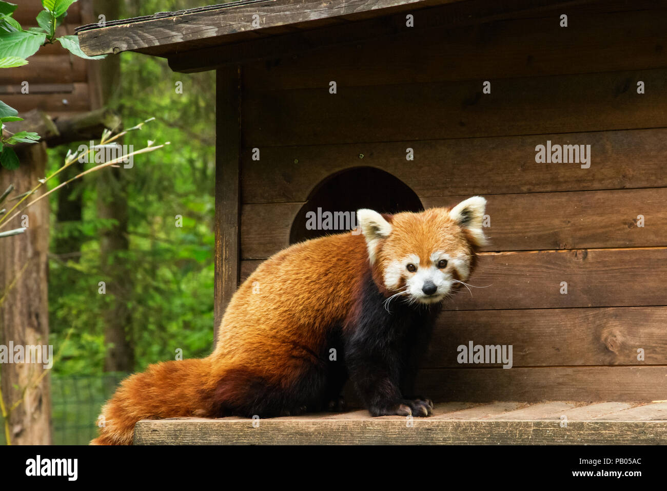 Le panda rouge sur un jour nuageux en face d'une maison d'arbre Banque D'Images