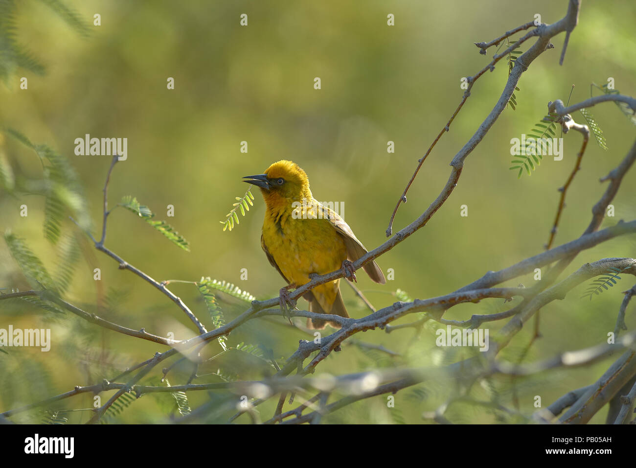 Cape Weaver bird in Camel Thorn Tree Banque D'Images