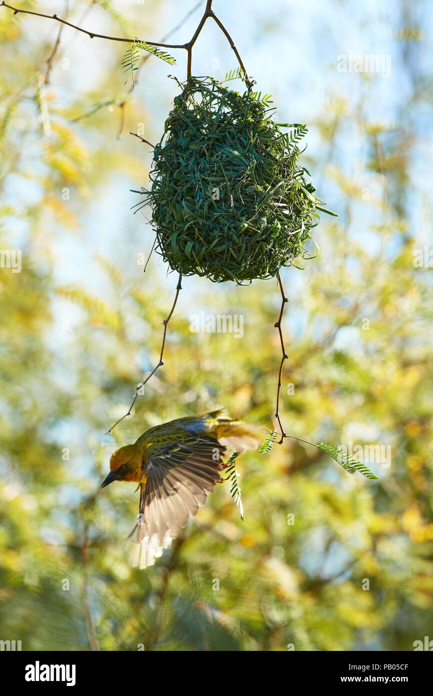 Cape Weaver et nichent dans Camel Thorn Tree Banque D'Images