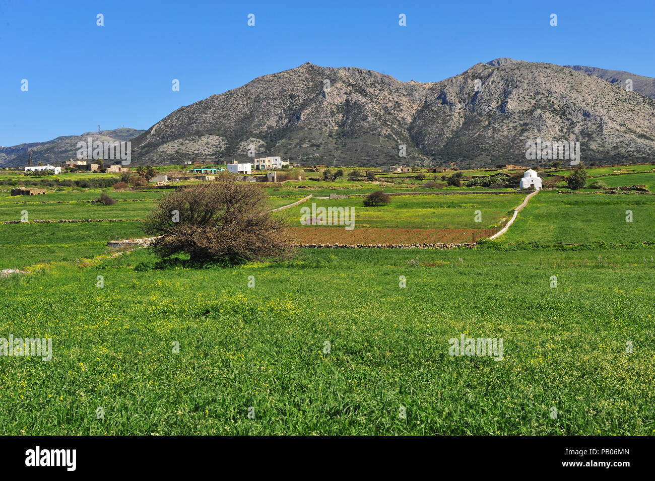 Magnifique paysage naturel avec l'église blanche traditionnelle dans le champ vert. L'île de Naxos, Cyclades, Grèce Banque D'Images