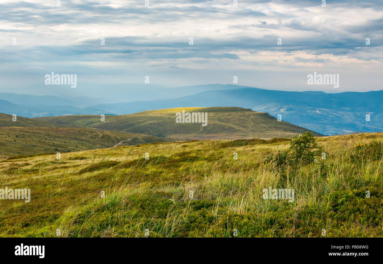 Prairies alpines des Carpates en août. joli paysage d'été sur un jour nuageux jaune herbe altérée. Banque D'Images