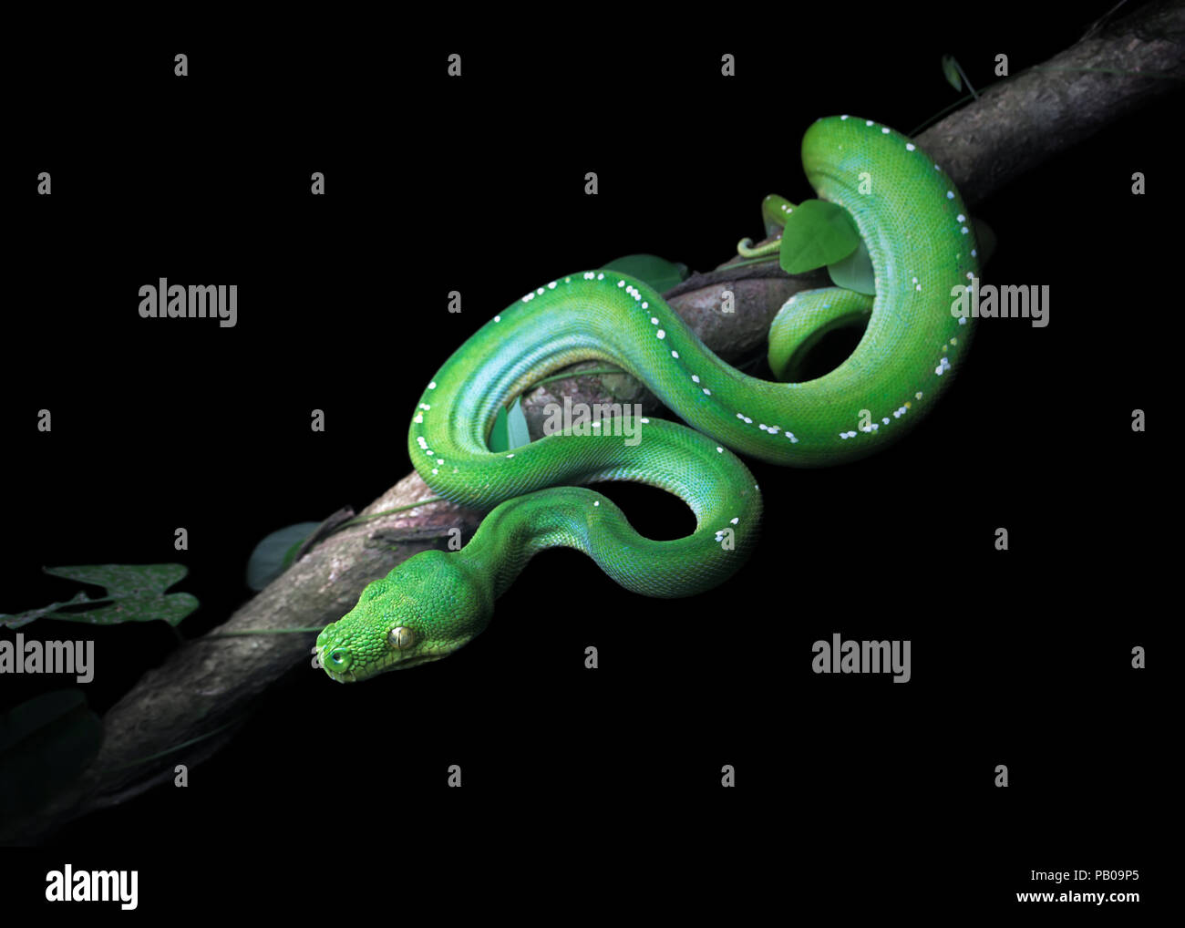 Green Tree python (Morelia viridis) sur une branche, Cape York, Queensland, Australie Banque D'Images