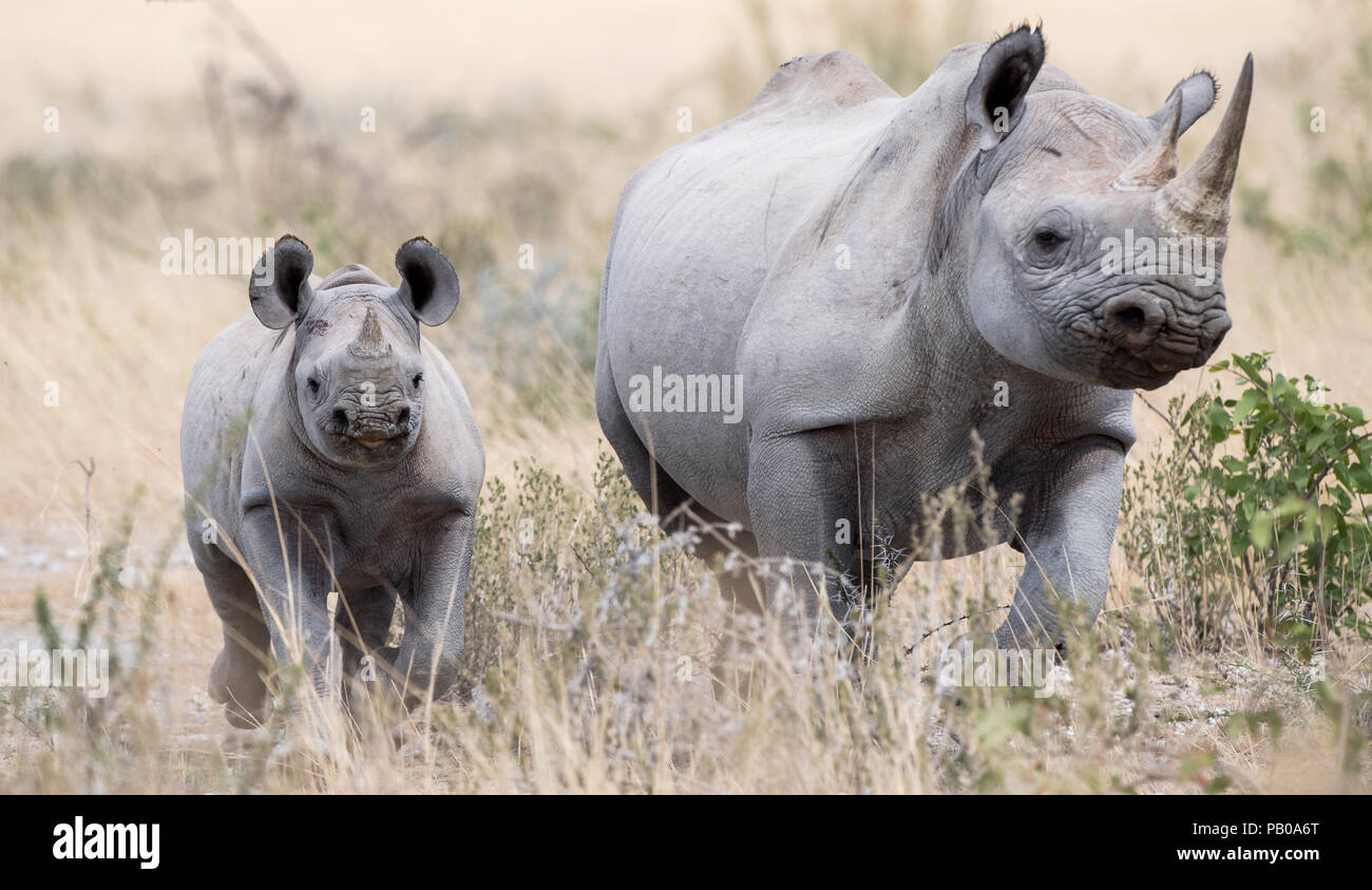 Rhino Rhino femelle avec son veau, Etosha National Park, Namibie Banque D'Images