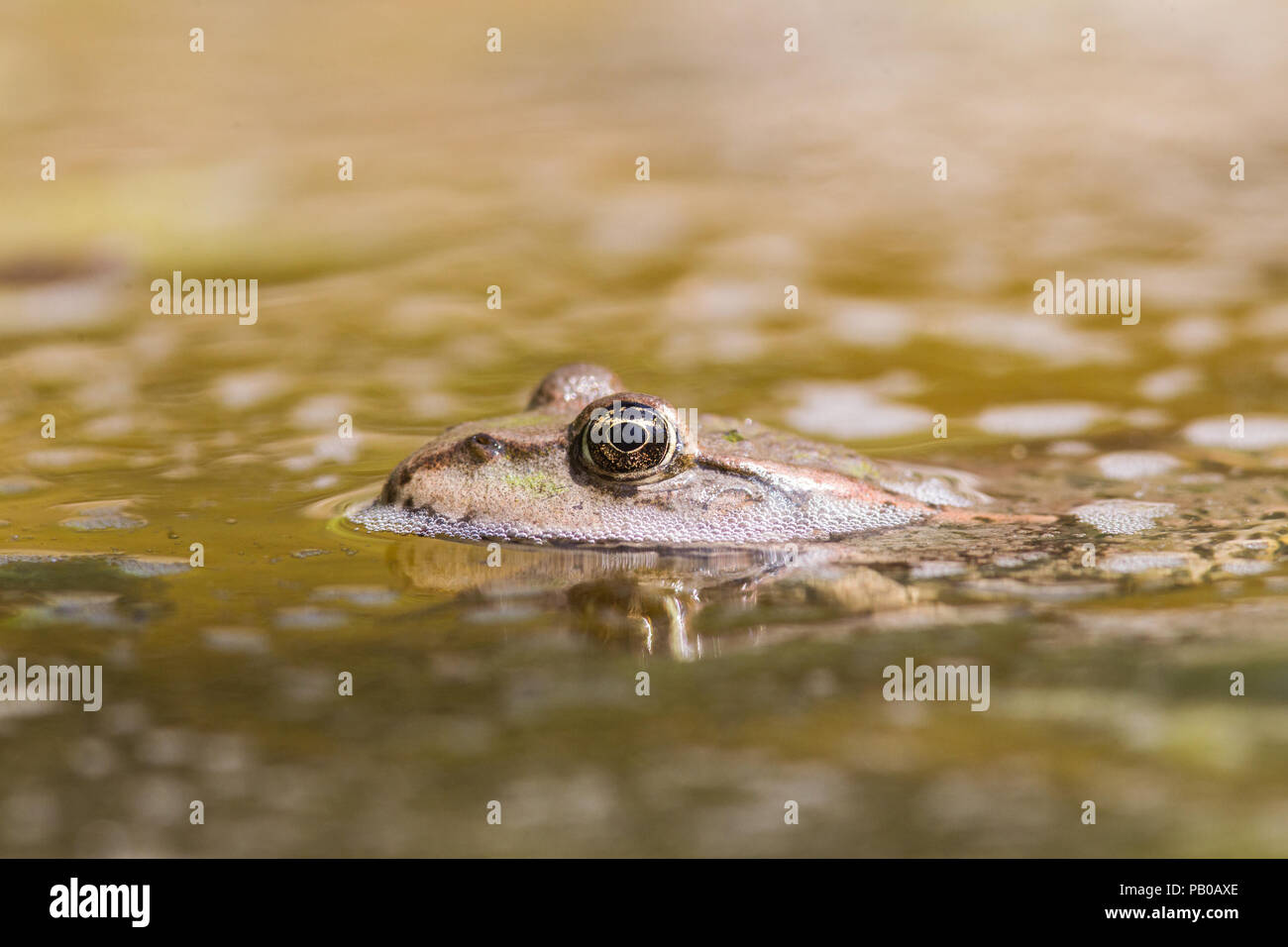 Grenouille Banque D'Images