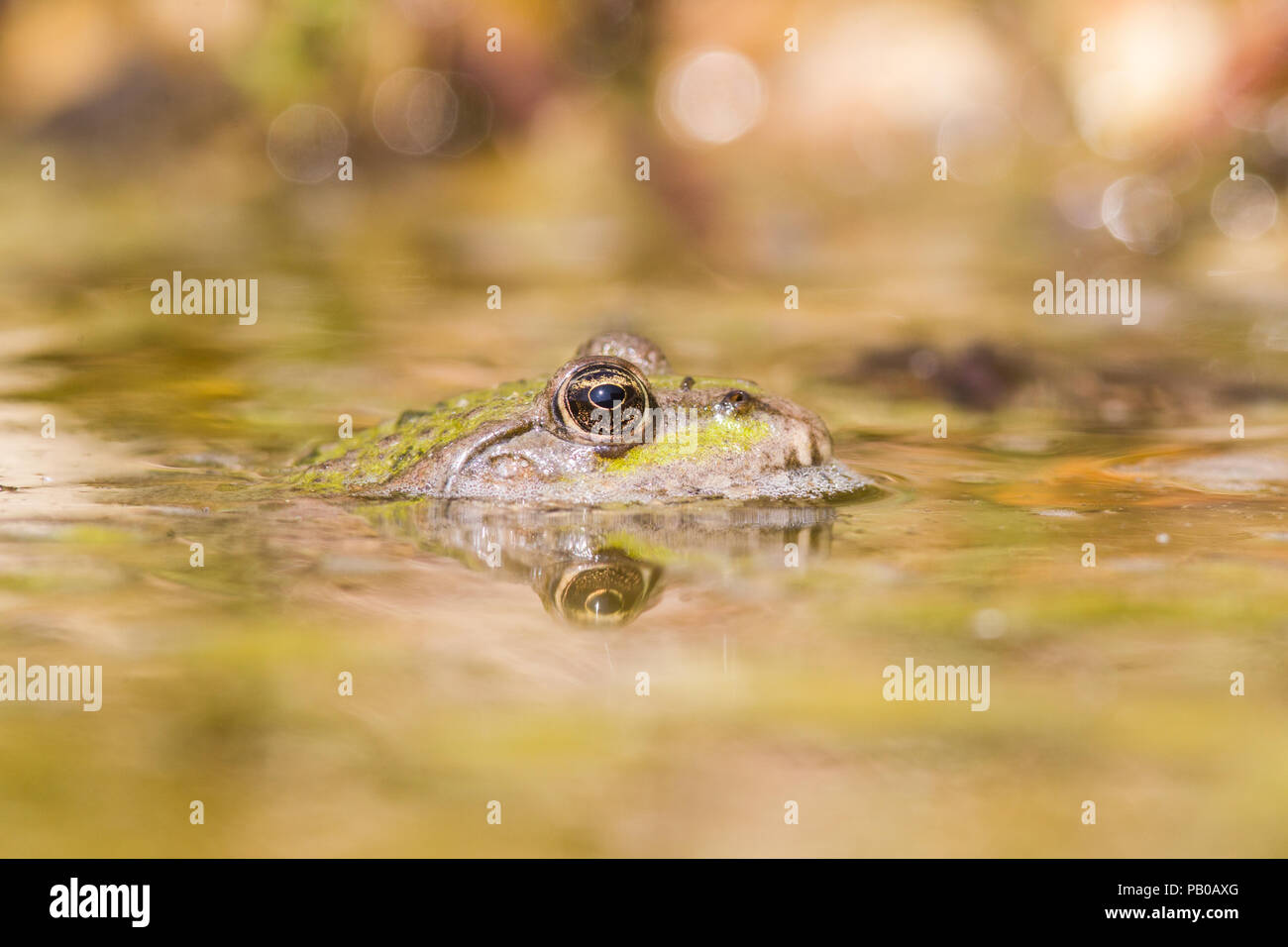 Grenouille Banque D'Images