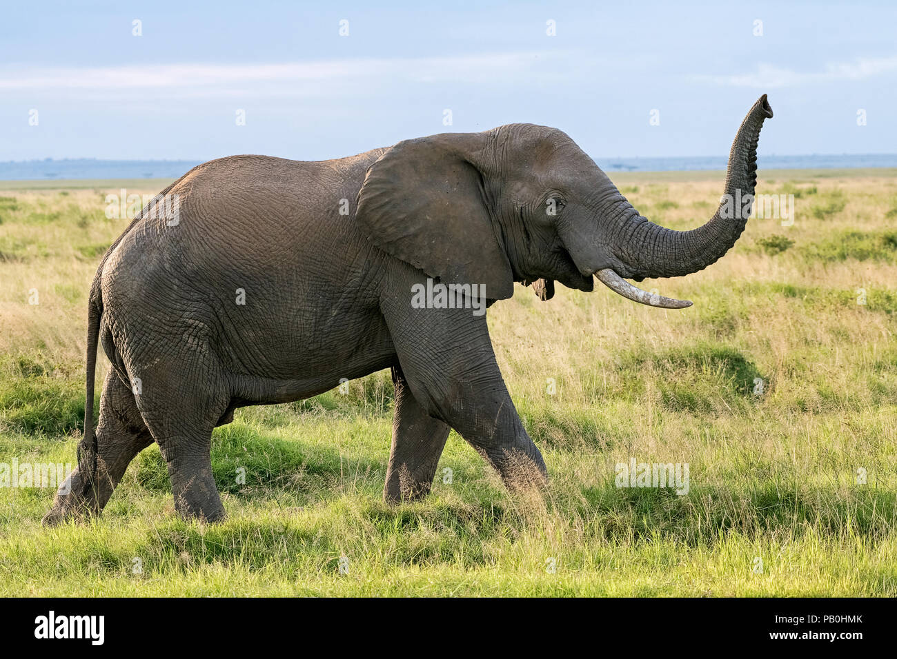 L'éléphant africain (Loxodonta africana), le Parc national Amboseli Kenya Afrique de l'Est Banque D'Images