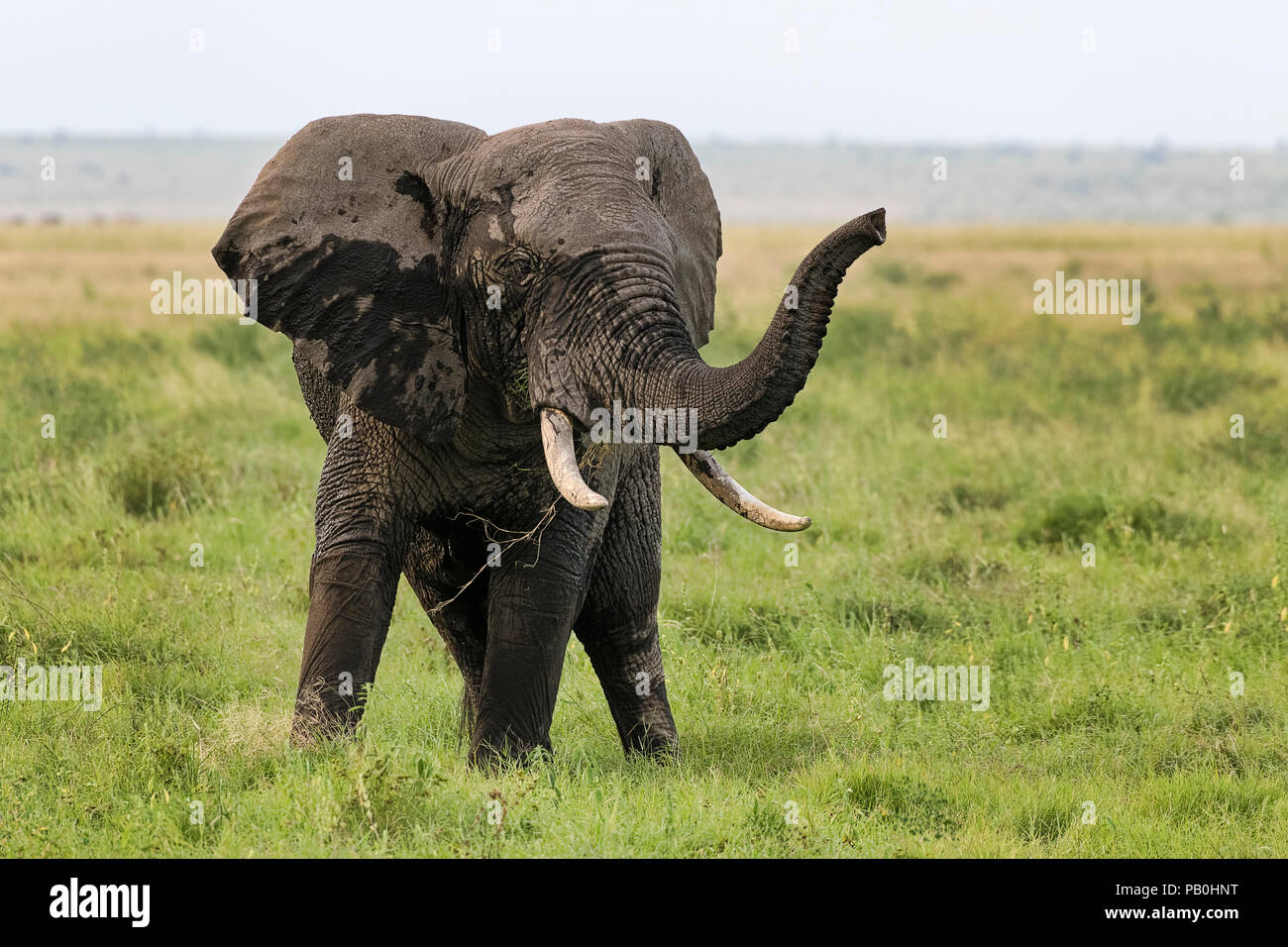 L'éléphant africain (Loxodonta africana) dans le marais, le Parc national Amboseli, au Kenya, Afrique de l'Est Banque D'Images