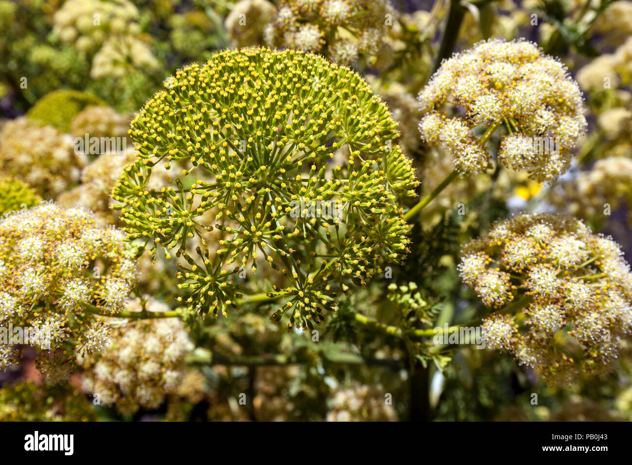 Floraison jaune fenouil géant (Ferula communis), Gran Canaria, Îles Canaries, Espagne Banque D'Images