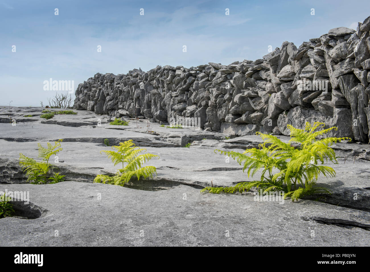 Gypse calcaire, Burren-Karst Paysage, Ballyvaughan, dans le comté de Clare, Irlande Banque D'Images