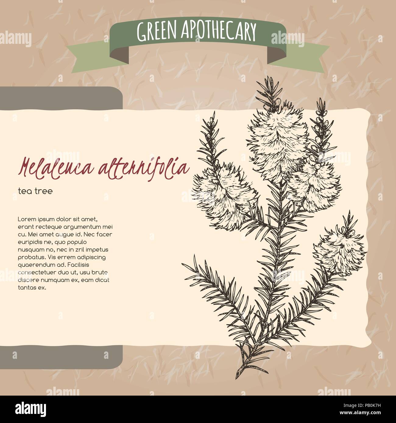 L'arbre à thé melaleuca alternifolia aka sketch Illustration de Vecteur
