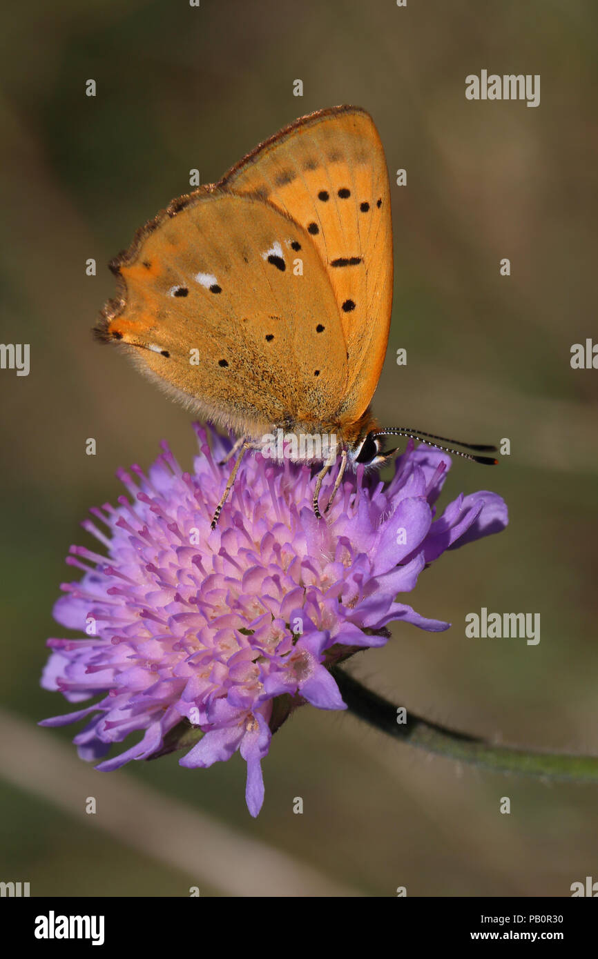 (Lycaena virgaureae rares) Banque D'Images