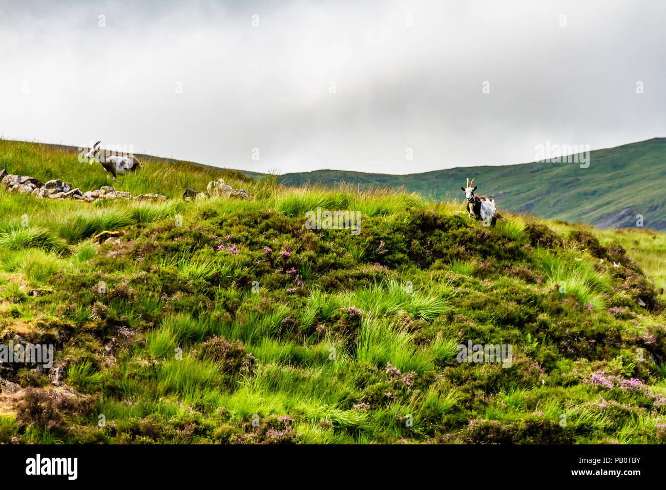 Les chèvres sauvages dans le National Trust for Scotland's Grey Mare's Tail Réserve Naturelle. Juillet 2018. Banque D'Images