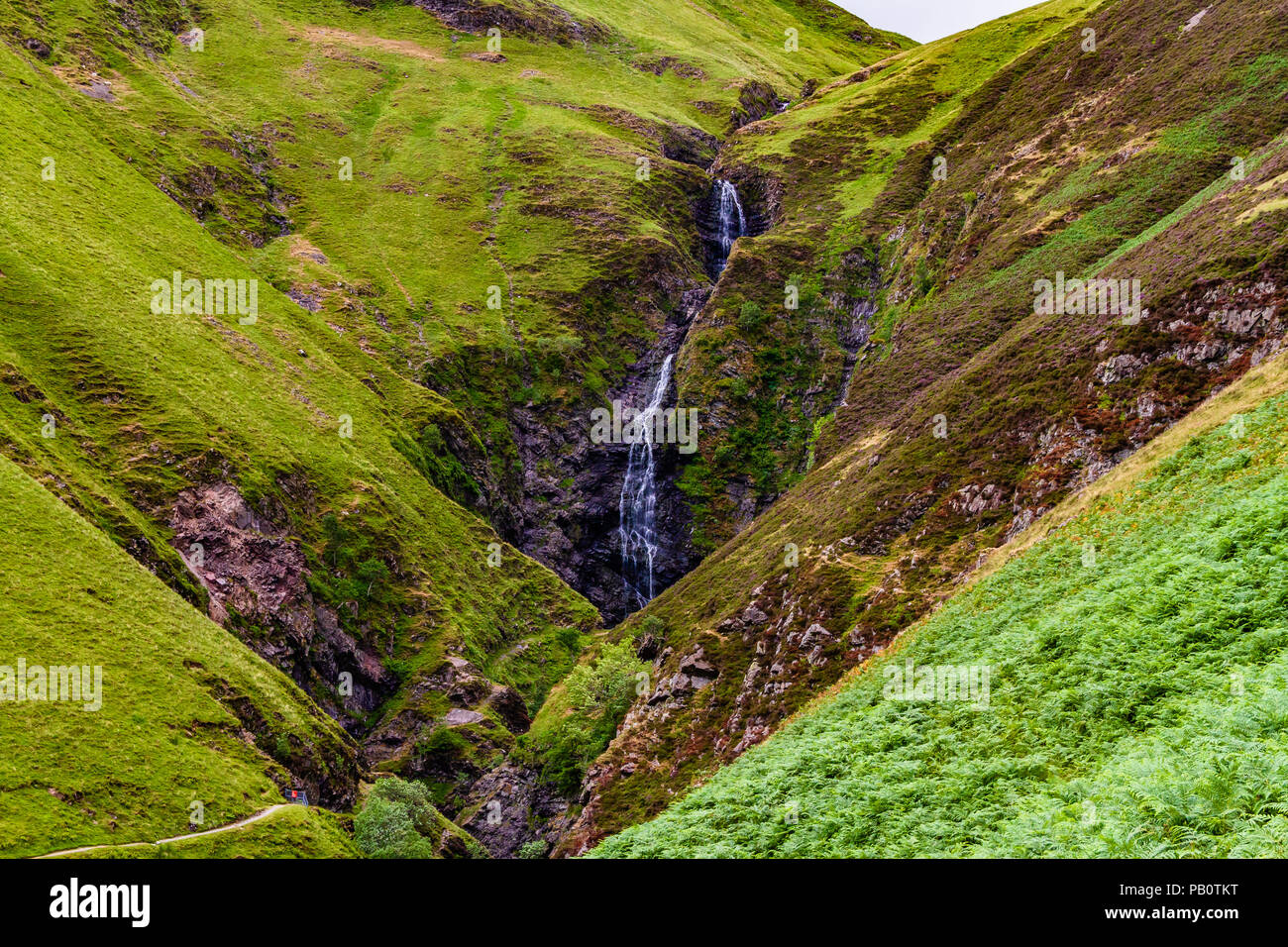 La queue de la jument grise cascade en été de fleurs de bruyère, dans les collines de Moffat, Dumfries et Galloway, Écosse, Royaume-Uni. Banque D'Images