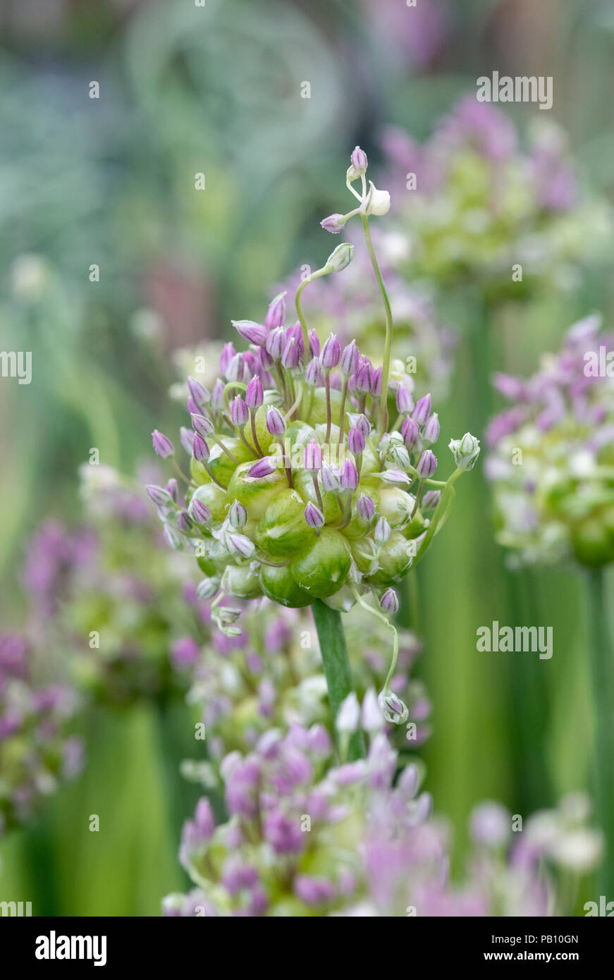 'Une saucisse végétarienne traditionnelle galloise à babingtonii gouttes vert'. Allium 'Green' gouttes sur une fleur fleurs show display. UK Banque D'Images